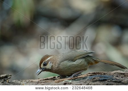 White-browed Laughingthrush Bird (garrulax Sannio)