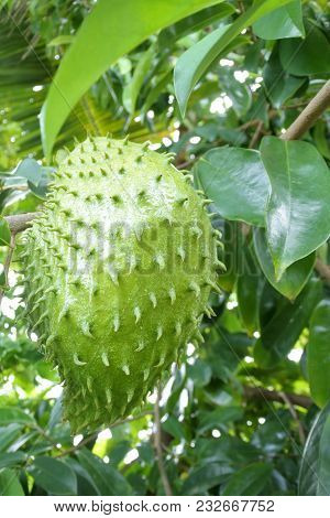 Soursop Fruit Grows On Its Tree In Rarotonga, Cook Islands.soursop Used In Alternative Medicine For 