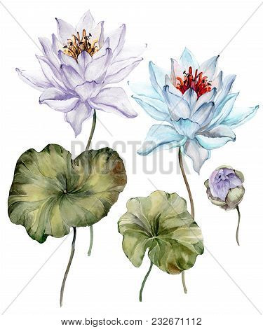 Beautiful Light Blue And Purple Lotus Flowers. Floral Set (flower On Stem, Bud And Leaves). Isolated