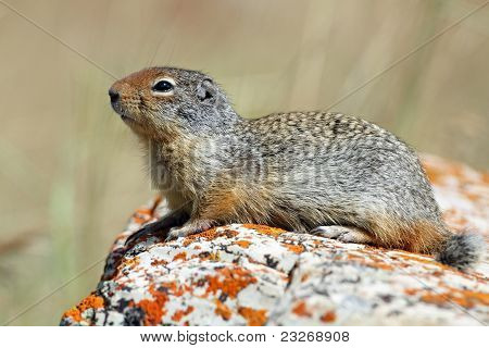 Colombiano ardilla (Spermophilus columbianus)