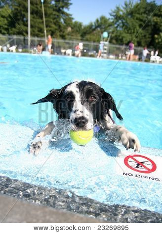 sød hund på en swimming pool