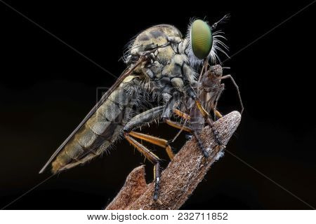 Super Macro Robber Fly With Prey Perching On Treetop
