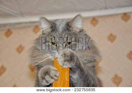 The Gray Cat Climbed On A Wooden Door