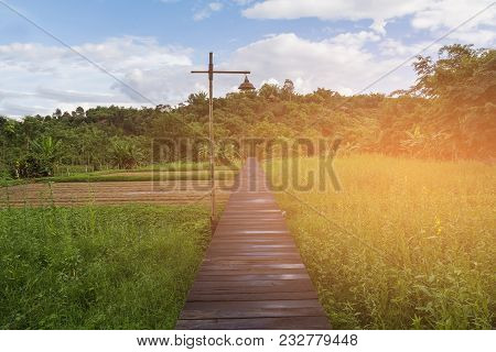 Rice Field With Wooden Walk Way Over, Natural Landscape Background