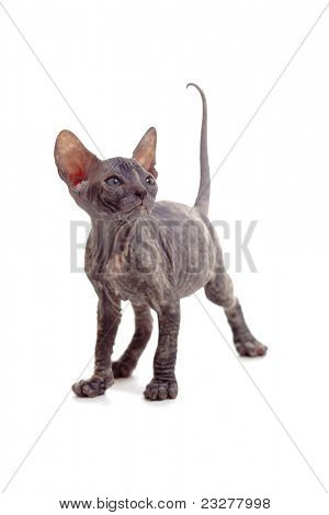 Sjove hairless sphynx killing isoleret