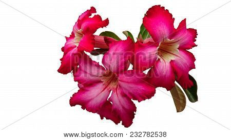 Bouquet Of Adenium Flowers On White Background