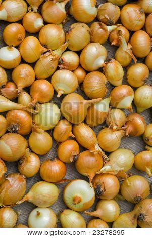 Kuivaus sipuli
