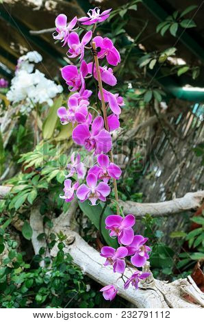 Exotic Phalaenopsis Schilleriana Orchid Grows And Blooms In The Tropical Garden. Beautiful Orchids F