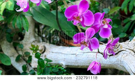 Exotic Phalaenopsis Schilleriana Orchid Grows And Blooms In The Tropical Garden. Beautiful Orchids F
