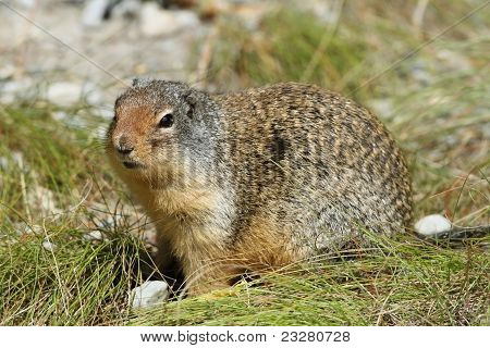 Colombiano ardilla - Jasper National Park