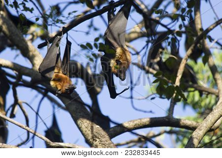 The Terrible Flying Fox Hangs Headfirst And Sleeps
