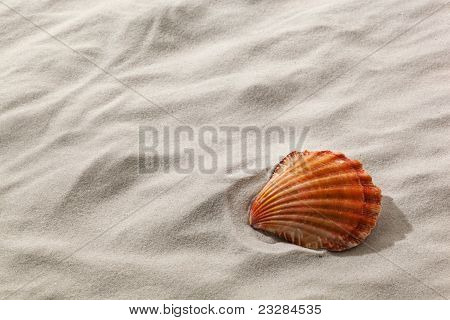 Shell hiekkarannalla