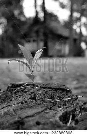 Green Seedling Growing From Tree Stump - Regeneration And Development Concept, , Photo Is In Black A