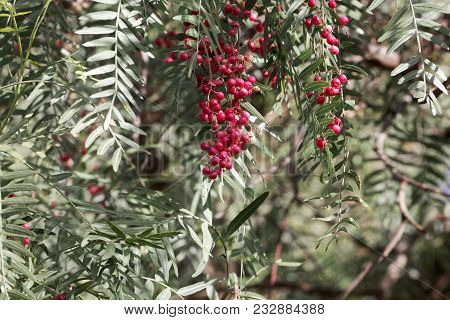 Red Berries Of A Peruvian Peppertree (schinus Molle)