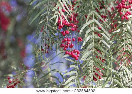 Red Berries Of A Peruvian Peppertree (schinus Molle)