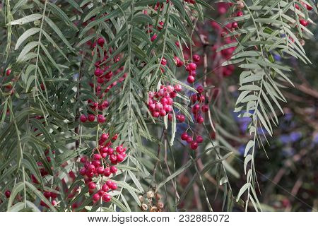 Red Berries Of A Peruvian Peppertree (schinus Molle)