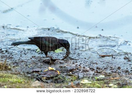 Fish Crow Bird Corvus Ossifragus Forages For Food