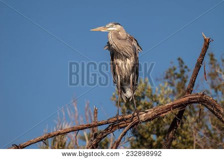 Great Blue Heron Ardea Herodias Looks Out Over The Ocean