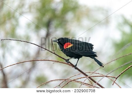 Red Winged Blackbird Agelaius Phoeniceus Perches On A Tree