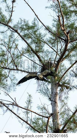 Swallow-tailed Kite Builds A Nest