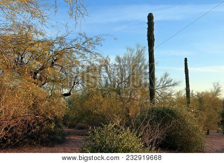 A Desert Landscape At Papago Park In Phoenix, Arizona