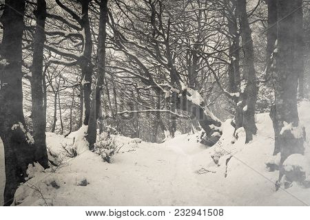 Path On Gothic Forest With Snow Of Monte Cucco In Umbria