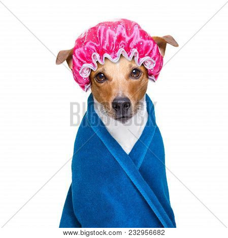 Jack Russell Dog  In A Bathtub Not So Amused About That ,wearinga  Towel Or. Bathrope Or Towel