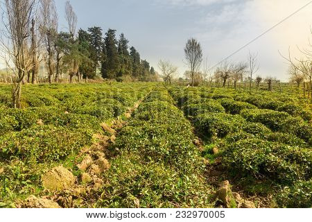 Green Tea Field With Blue Sky And Morning Sun Light Effect. Spring Time Landscape And Background. Ba