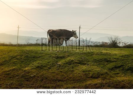 Cow On Green Grass Beside River. Village Concept Photography.