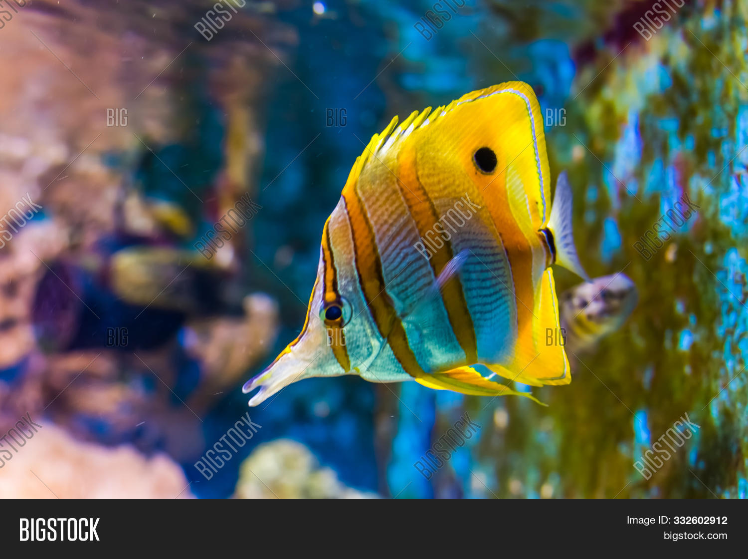Pacific Ocean Fish