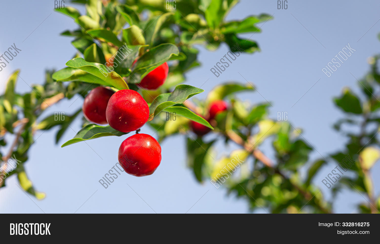 Ulmf Acerola