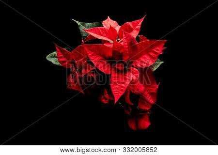 Beautiful Delicate Red Christmas Star On A Black Background In Close-up