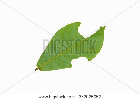 Leaves On A White Background Terminalia Catappa (clipping Path)