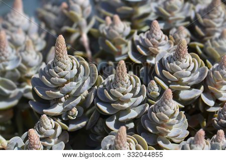 Orostachys Chinese Hat - Latin Name - Orostachys Iwarenge Chinese Hat