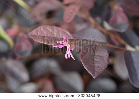 Pink Chinese Fringe Flower Fire Dance - Latin Name - Loropetalum Chinense Fire Dance