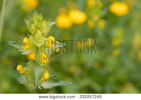 Yellow Rattle (rhinanthus)