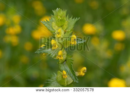 Yellow Rattle (rhinanthus)