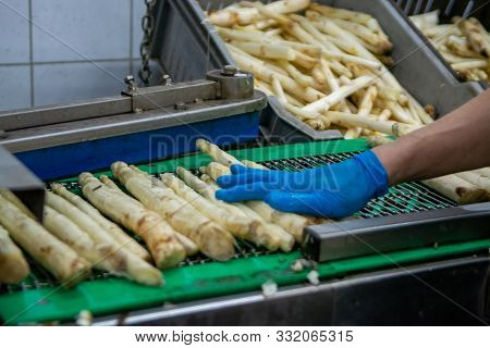 Industrial Processing Of White Asparagus Vegetable On Agricultural Farm In Netherlands, Washing, Pee