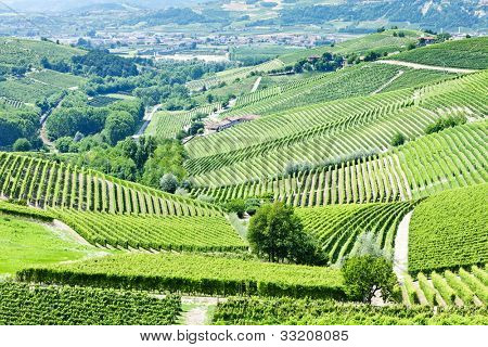 Vineyars i nærheden af Barbaresco, Piemonte, Italien
