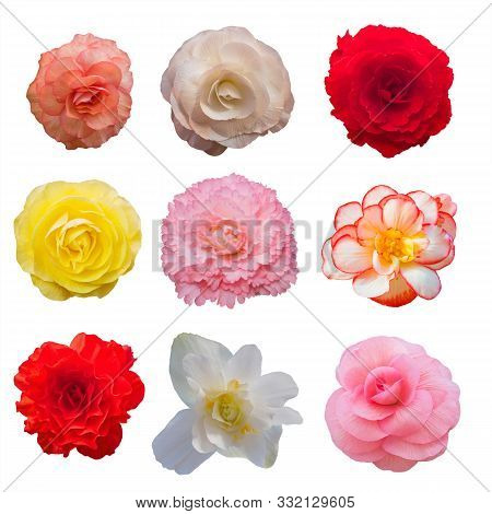 Begonia Tuberhybrida Flowers, Isolated On White Background. Collection Set.