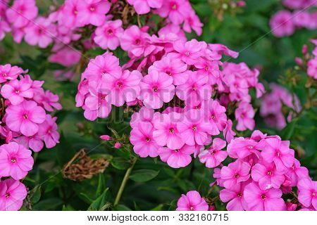 Pink Flame Flowers Of Phlox (phlox Paniculata) Bush Of Flowers Of Summer Phlox, Herbaceous Perennial