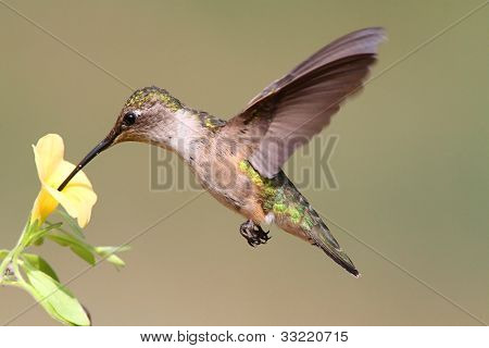 Kolibřík rubínohrdlý (Archilochovi Colubris)