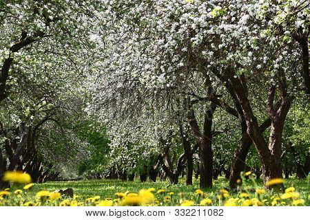 Plentifully The Old Apple-trees Growing In A Garden At Ranks Blossom. Under Them A Green Lawn With T