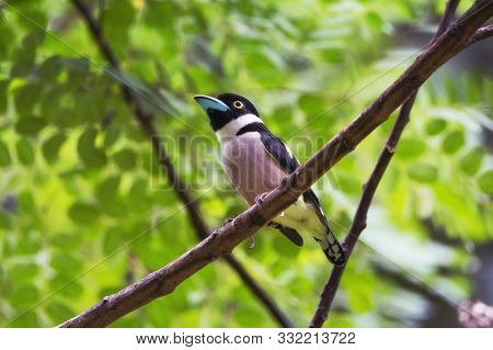 Black And Yellow Broadbill, Bird Beautiful Color Black And Yellow Broadbill Eury Laimus Ocromalus Sm