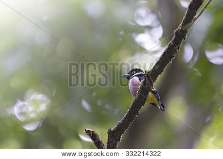 Black And Yellow Broadbill, Bird Beautiful Color Black And Yellow Broadbill Eury Laimus Ocromalus Sm