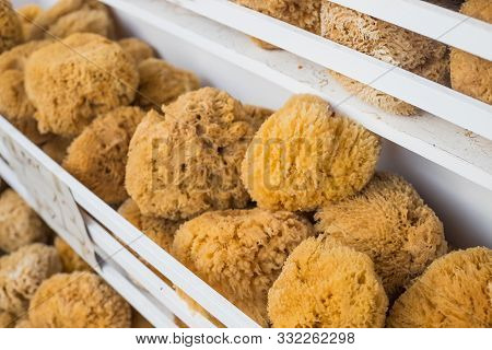 Natural Sponge.natural Sea Sponges For Cleaning And Washing Closeup.spa And Wellness- Anti-celluliti