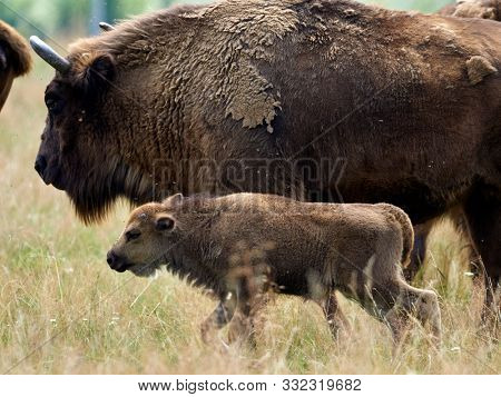 small herd of European bison (Bison bonasus), also known as Wisent or the European wood bison grazing