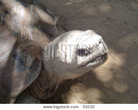 เต่ากาลาปาโกส