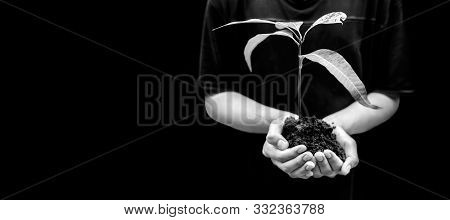 Close Up Of Hands Of A Farmer Holding A Green-colored Plant In His Hands, Concept Of Van Mahotsav An