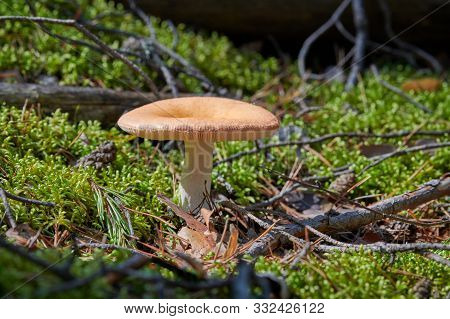 Russula Mushroom In Forest. Beautiful Little Edible Fungus. Seasonal Collect Of Edible Mushrooms